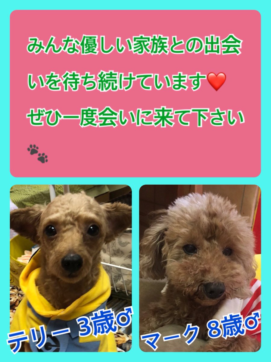 🐾今日の里親様募集中ワンコ🐶メンバーです🐾2019,11,5